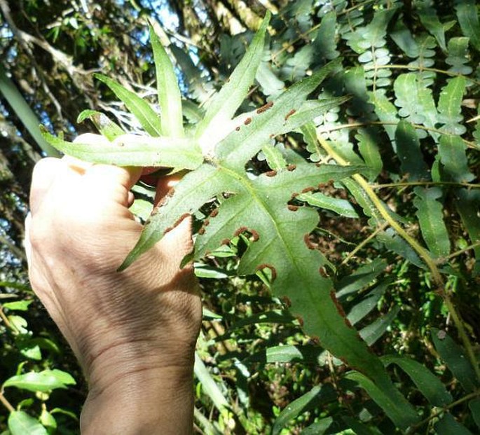 Blotiella madagascariensis