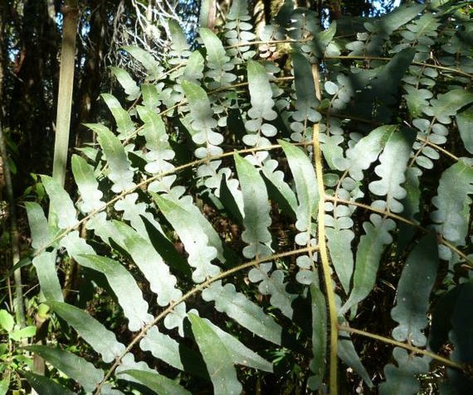 BLOTIELLA MADAGASCARIENSIS (Hook.) R. M. Tryon