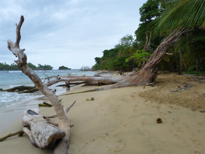 Bocas del Toro