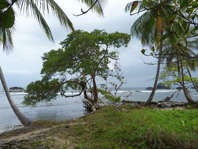 Bocas del Toro