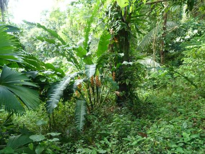 Bocas del Toro