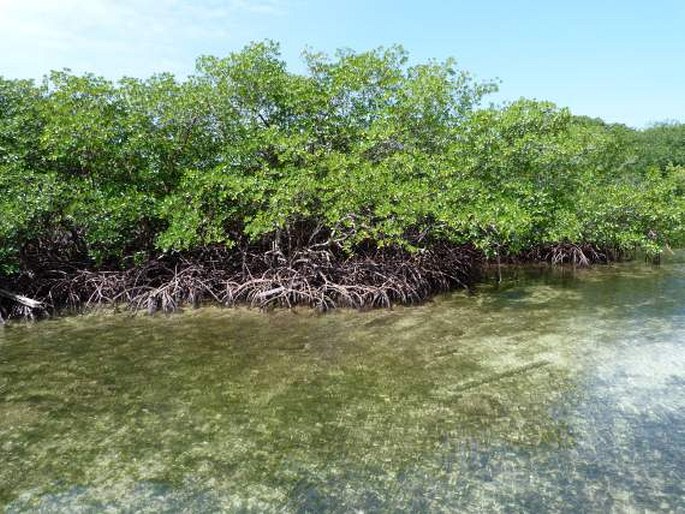 Bocas del Toro