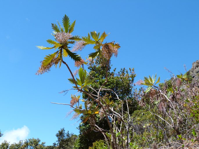 Bocconia frutescens