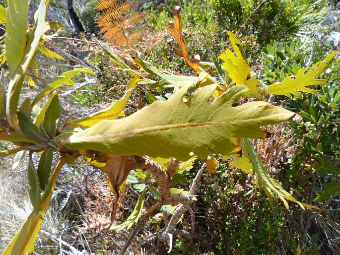 Bocconia frutescens