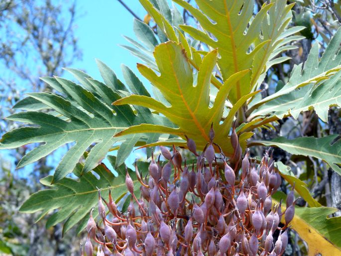 Bocconia frutescens