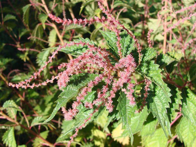 BOEHMERIA SPICATA (Thunb.) Thunb.