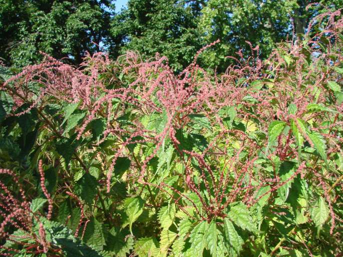 Boehmeria spicata