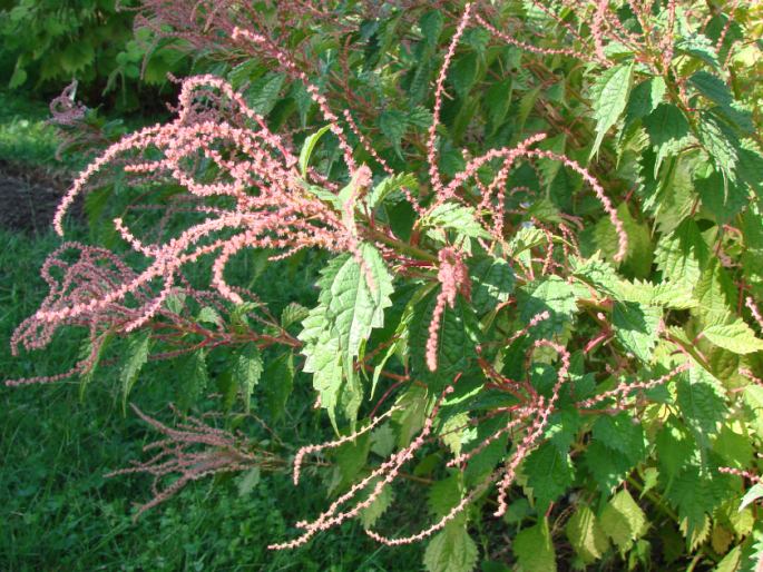 Boehmeria spicata