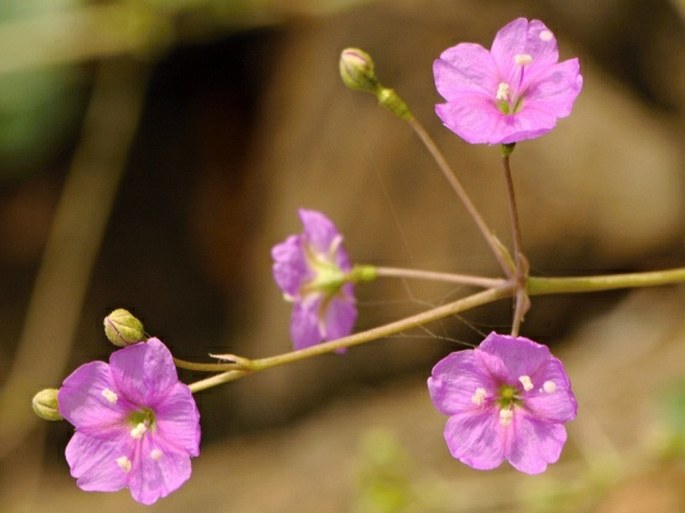 Boerhavia boissieri