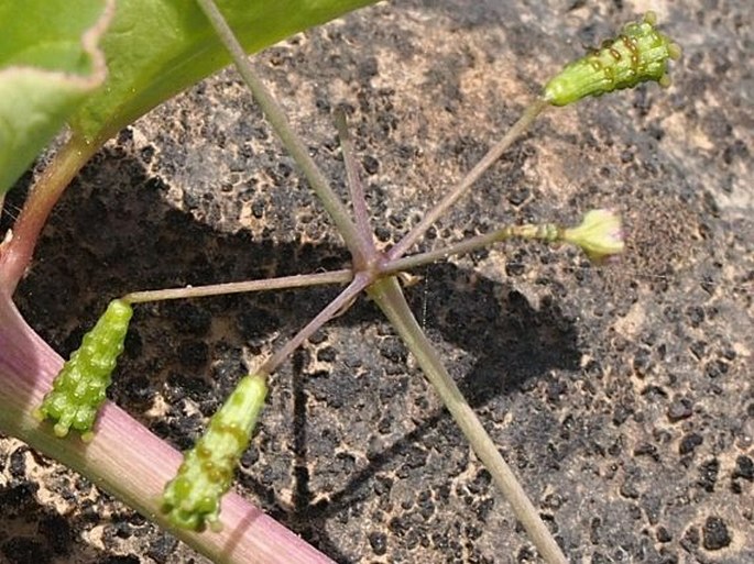 Boerhavia boissieri