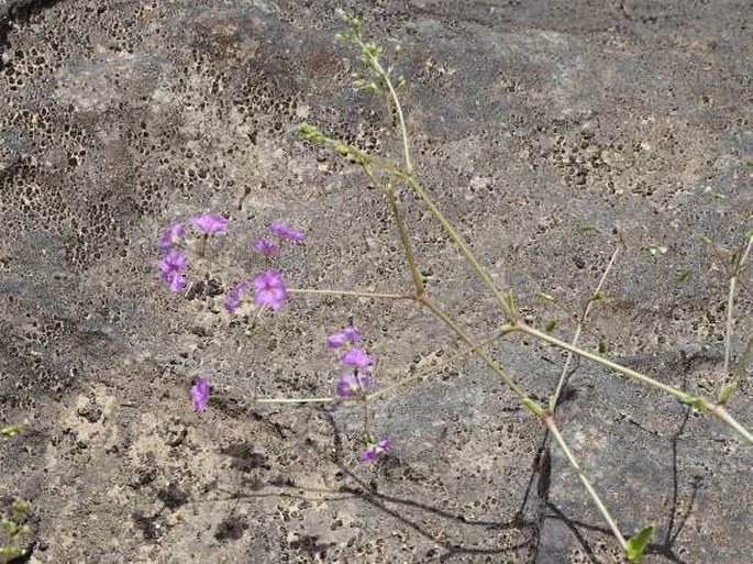 Boerhavia boissieri