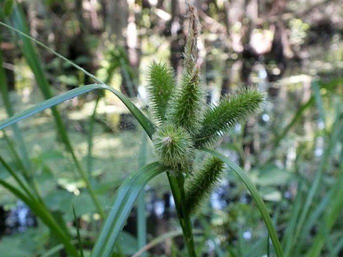 Carex aureolensis