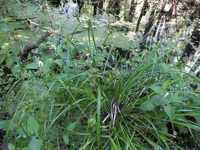 Carex aureolensis