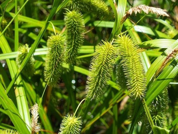 Carex aureolensis