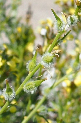 Boleum asperum