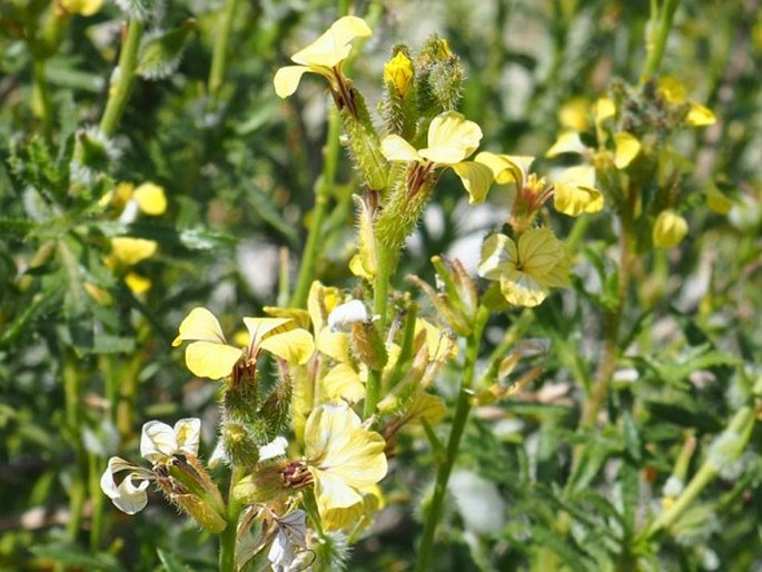 Boleum asperum