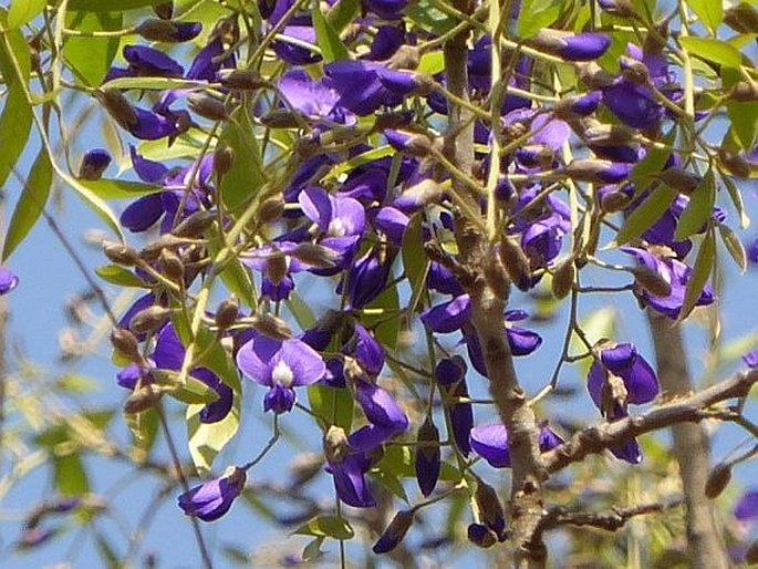 Bolusanthus speciosus