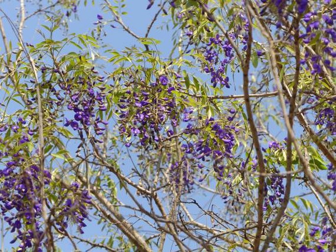 BOLUSANTHUS SPECIOSUS (Bolus) Harms