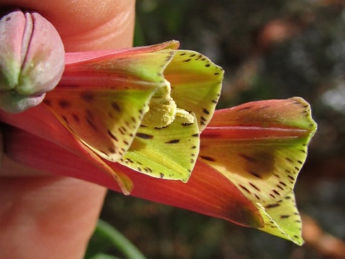 Bomarea albimontana