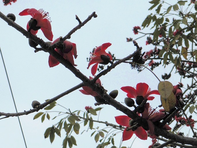 Bombax ceiba