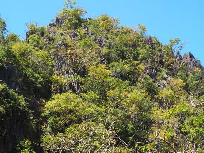 Bombax ceiba