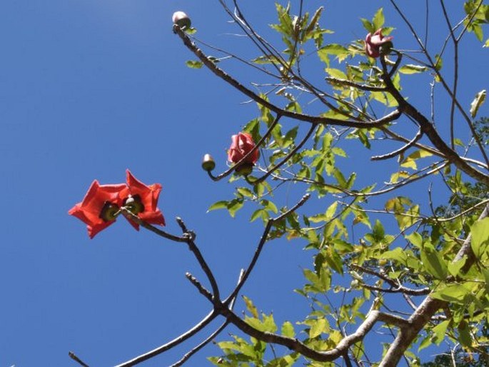 Bombax ceiba