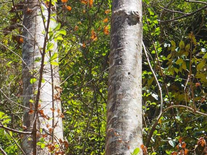 Bombax ceiba