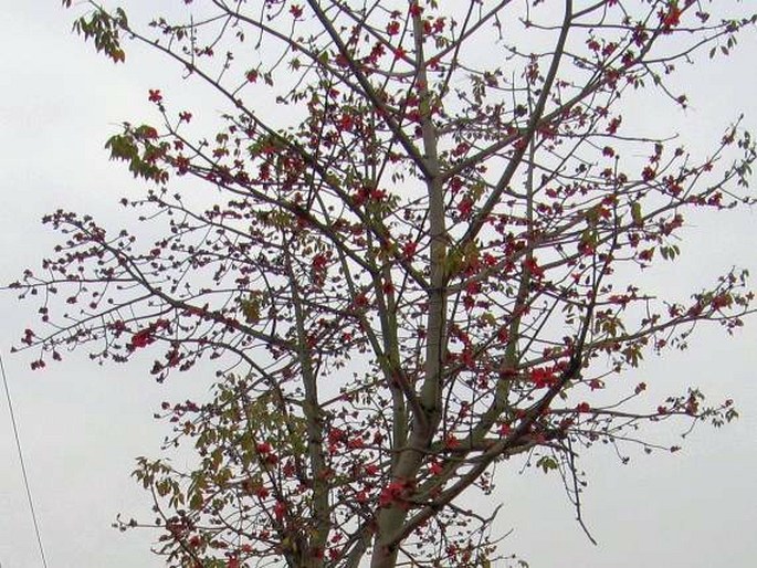 Bombax ceiba