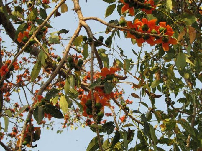 Bombax ceiba