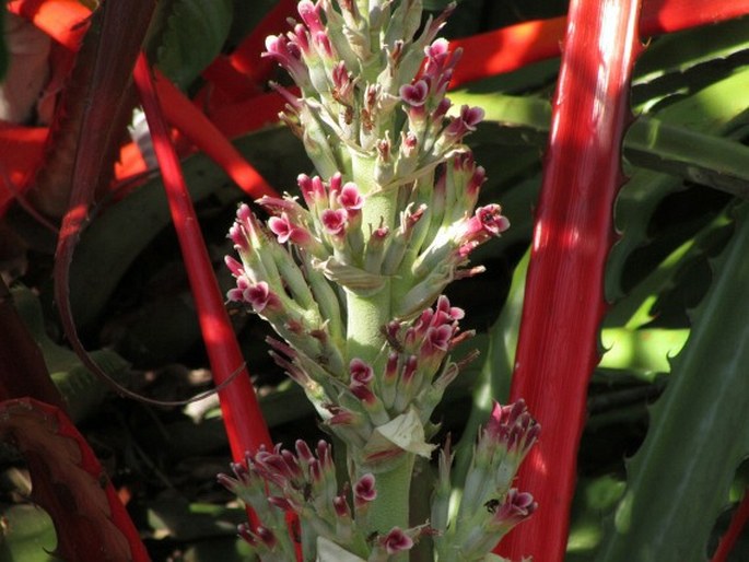 BROMELIA PINGUIN L. - karatas plotní