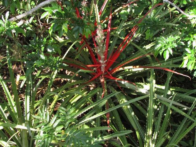 Bromelia pinguin