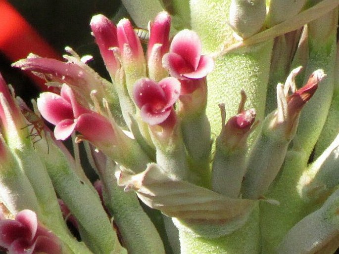 Bromelia pinguin