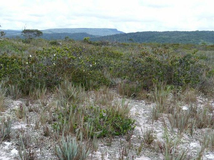 Bonnetia sessilis