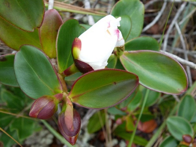 Bonnetia sessilis