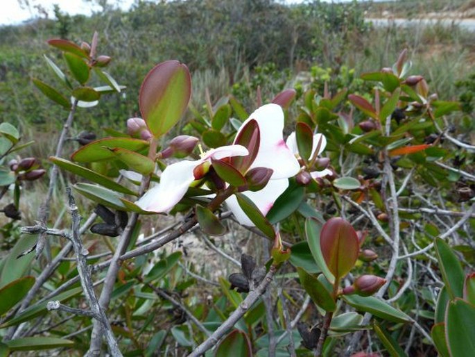 Bonnetia sessilis