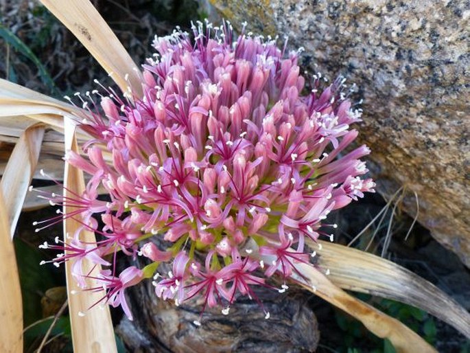 BOOPHONE DISTICHA (L. f.) Herb.