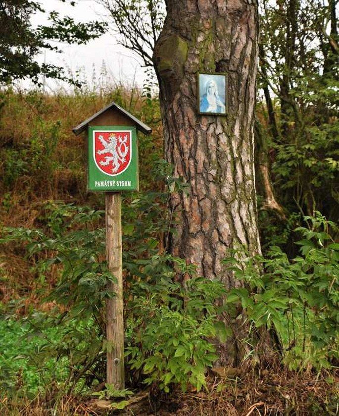 Borovice u silnice na Bukovou