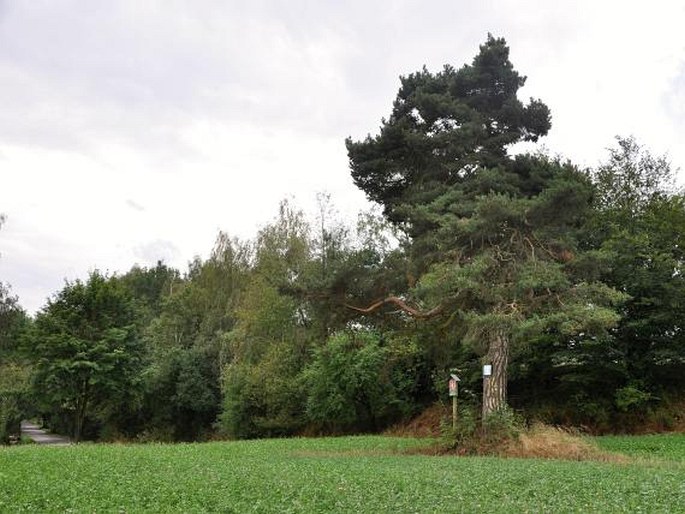 Borovice u silnice na Bukovou