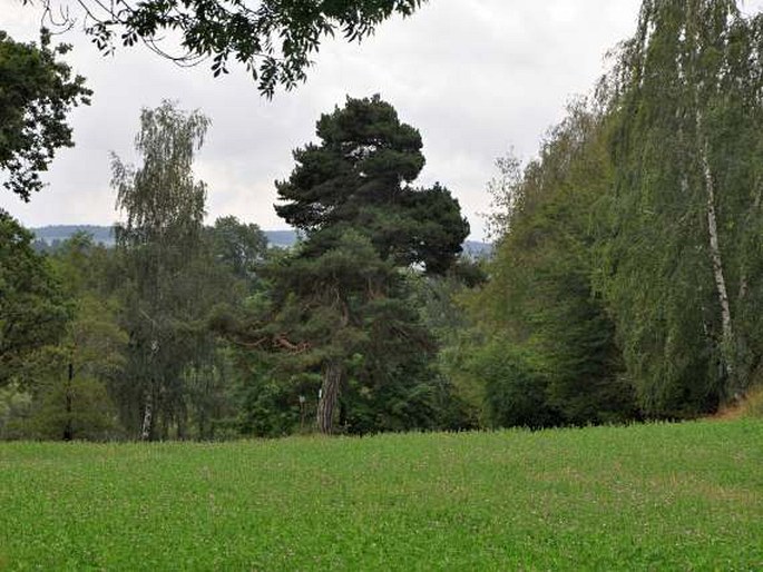 Borovice u silnice na Bukovou