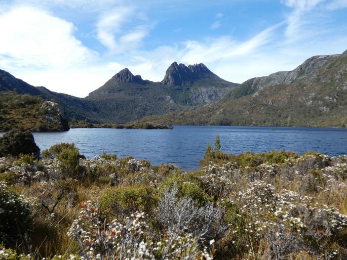 Boronia citriodora