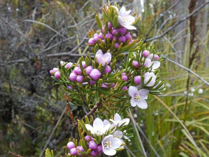 Boronia citriodora