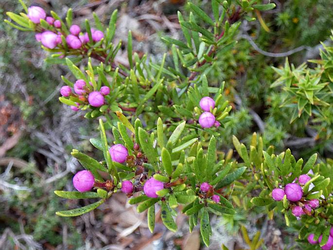 Boronia citriodora