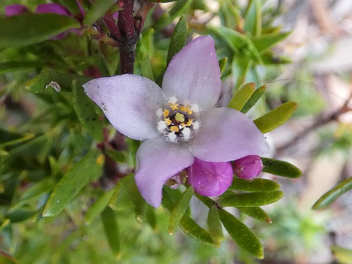 Boronia citriodora