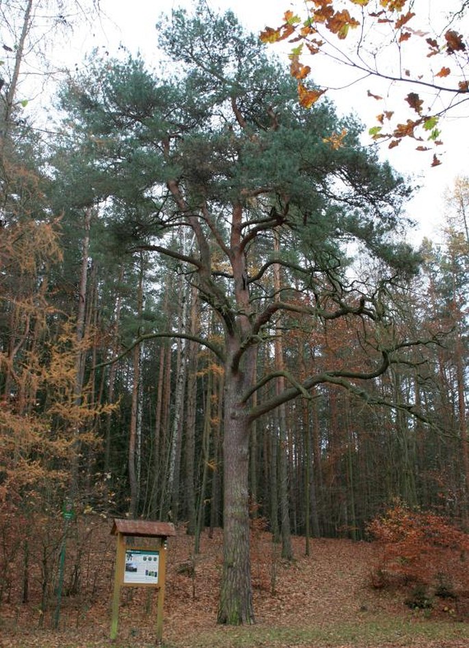 Borovice u Košináře