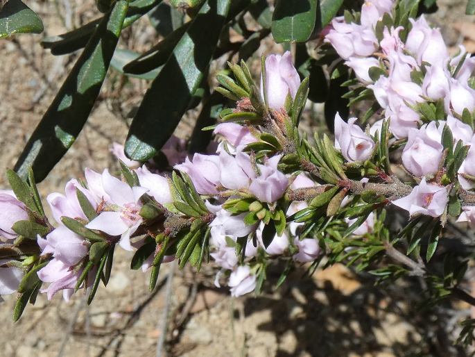 Boronia pilosa