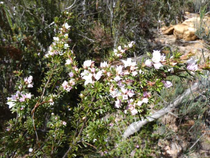 Boronia pilosa