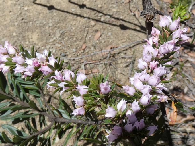 Boronia pilosa