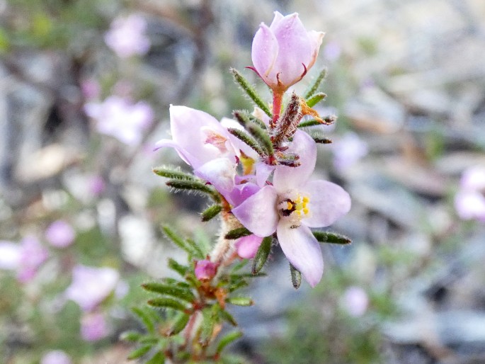 Boronia pilosa