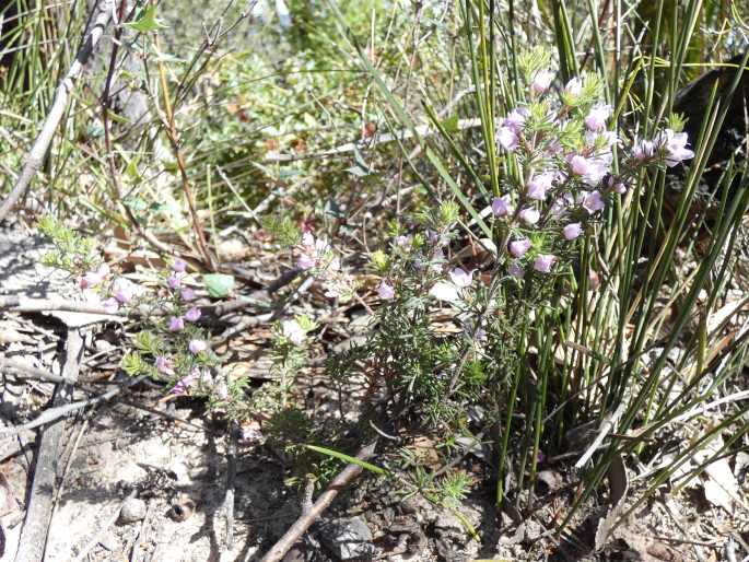 Boronia pilosa