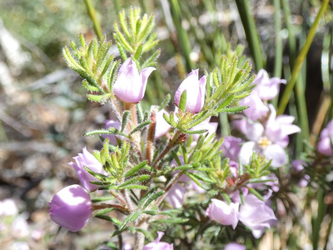 Boronia pilosa